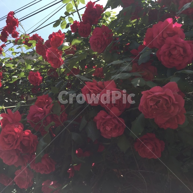 꽃,식물,flower,rose,장미,blossom,plant,식물,자연,plants,nature,꽃,flower