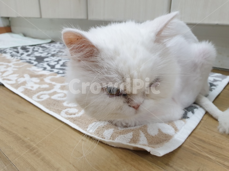 눈,귀,고양이,캣츠,바닥,동물,animal,포유류,mammal,고양이,cat,kitten,kitty