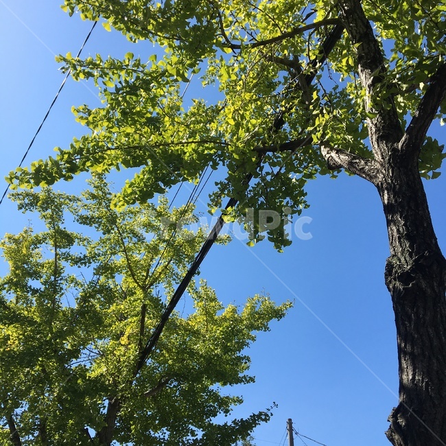 화창한날,나무,하늘,sunny,tree,sky,식물,자연,plants,nature,나무,trees,wood