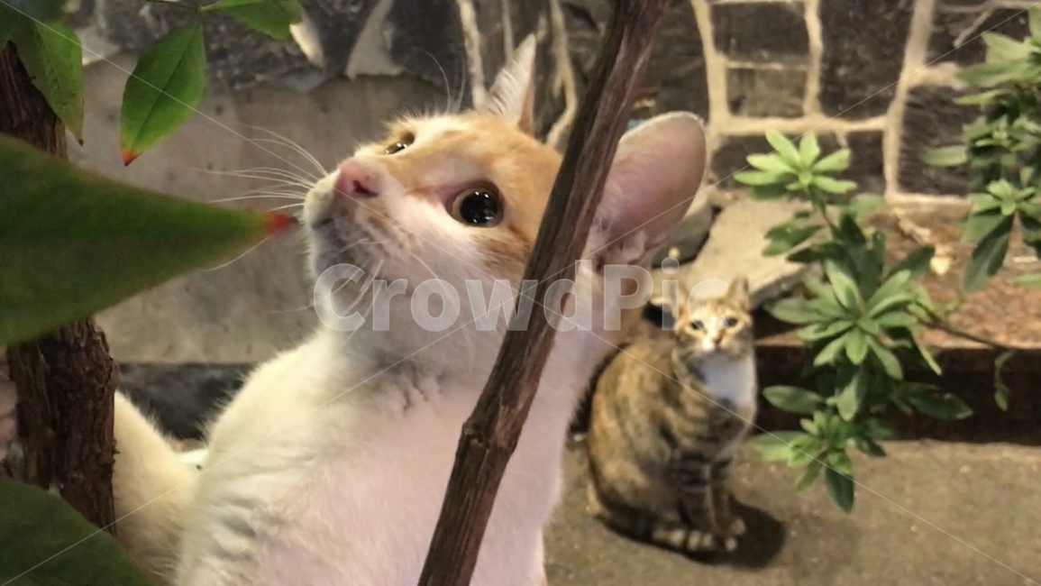 고양이,동물,cat,길고양이,straycat,animal,동물,animal,포유류,mammal,고양이,cat,kitten,kitty