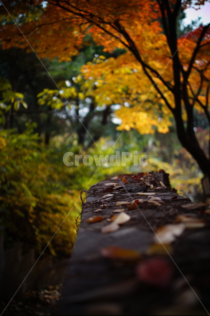 가을,낙엽,단풍,담벼락,벽,담장,fall,autumn,fallenleaves,leaves,autumncolors,maple,ivy,wall,가을,계절,fall,autumn,season