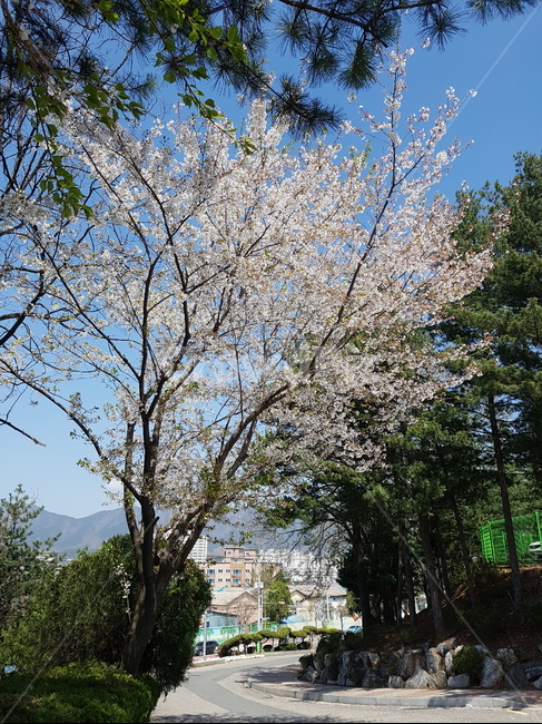 봄,벚꽃,하늘,벚꽃나무,날씨,봄,계절,spring,season,자연,풍경,nature,landscape,plant,식물,tree,나무