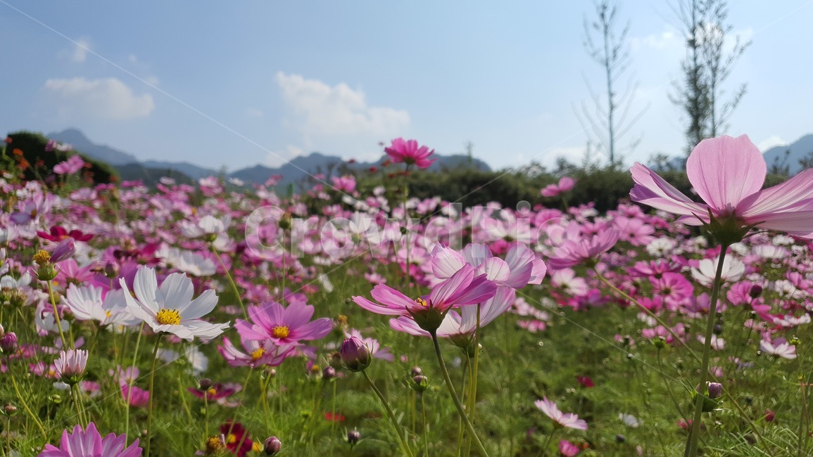 코스모스,식물,하늘,꽃,plant,flower,식물,자연,plants,nature,꽃,flower