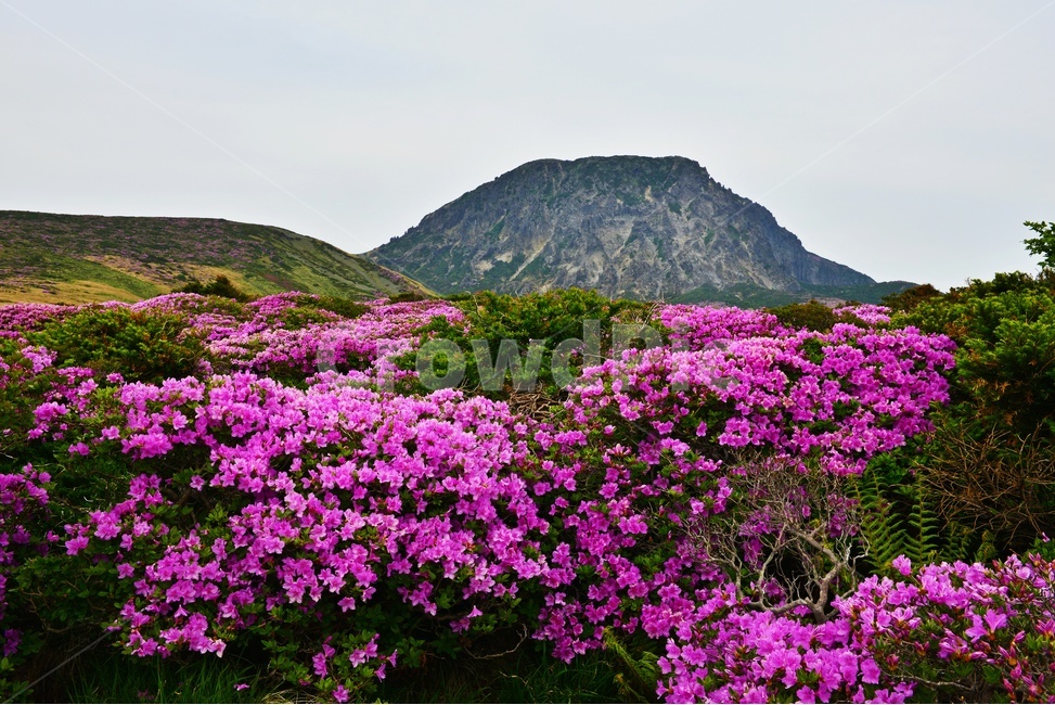 제주,한라산,한라산봄,한라산철쭉,철쭉꽃,봄,계절,철쭉,영실,윗세오름,plant,식물,nature,outdoors,옥외,hill,언덕,경치,경관,풍경,비경,제주봄,자연,풍경,nature,landscape