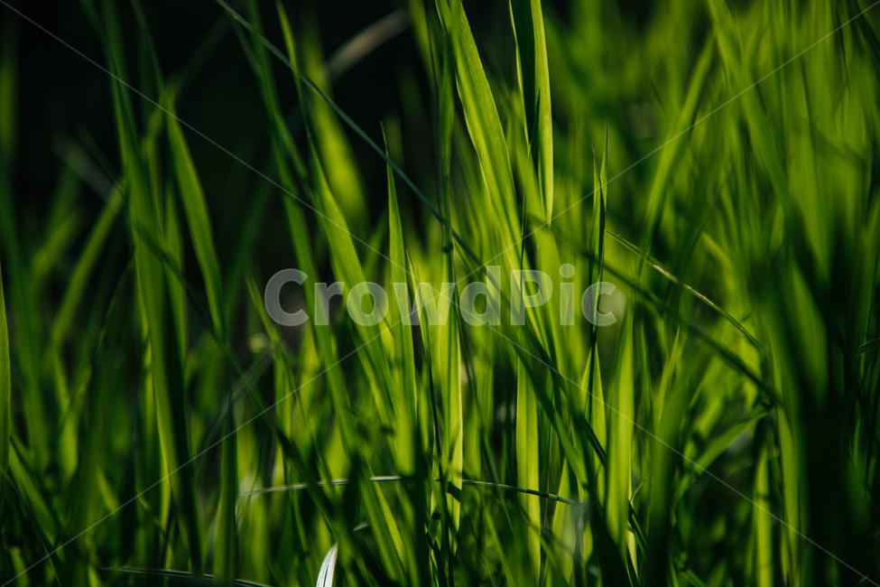 자연,풀,풀잎,초록,햇살,햇볕,식물,자연,plants,nature