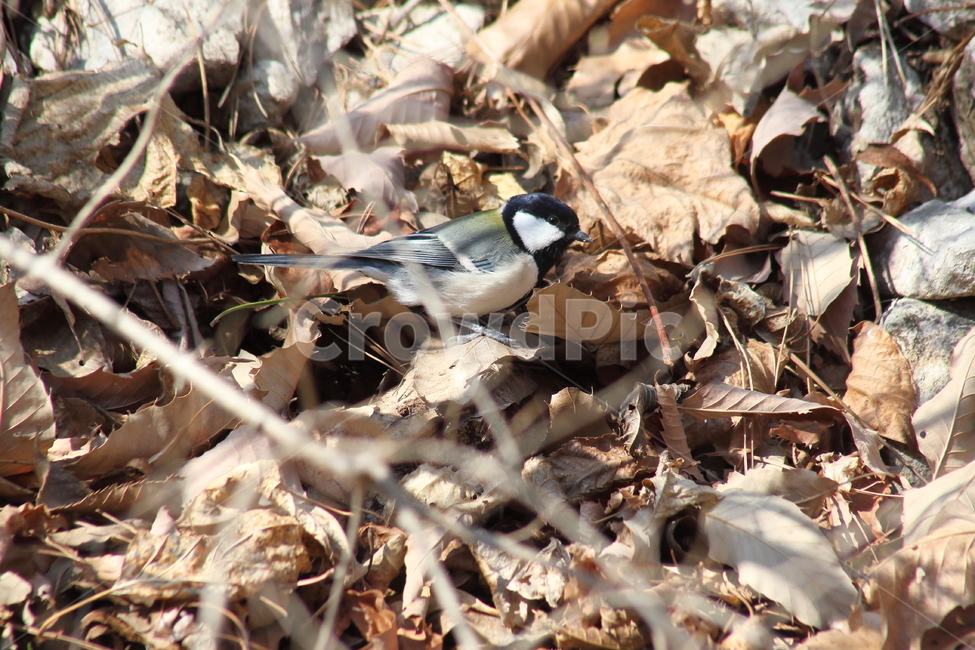 동물,bird,새,박새,greattit,작은새