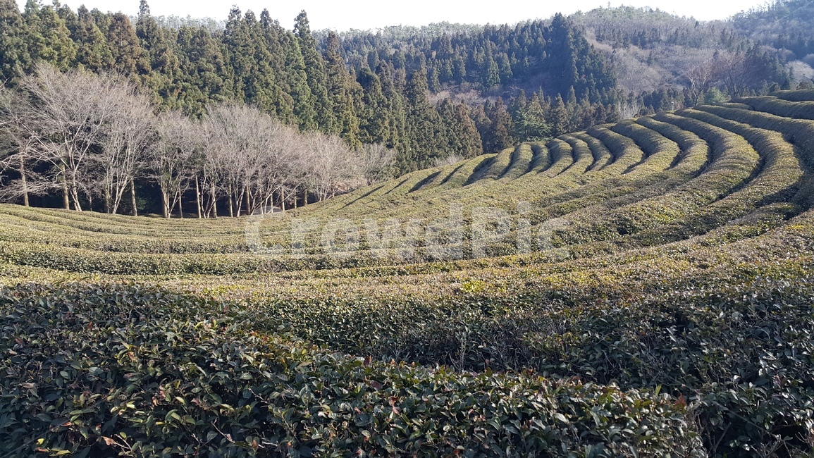 녹차밭,초록,초봄,풍경,나무,자연,풍경,nature,landscape,tree,plant,식물,outdoors,옥외
