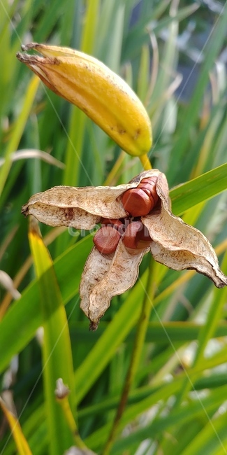 창포,꽃창포,노란꽃창포,노란꽃창포열매,식물,식물,자연,plants,nature,꽃,flower
