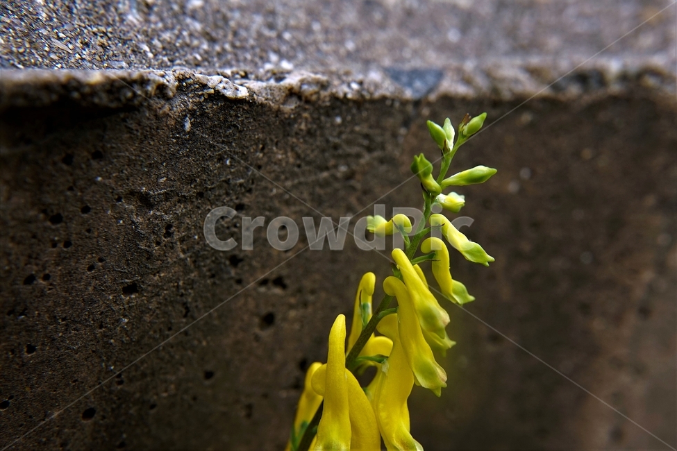 봄,봄꽃,산괴불주머니,노랑색,주머니모양,corydalisspeciosa,식물,자연,야생화,괴불주머니