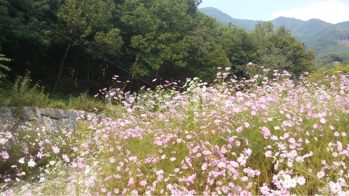 코스모스,소나무,앞산,고사리,가을,가을,계절,fall,autumn,season,자연,풍경,nature,landscape,식물,plants,꽃,flower,plant,blossom,daisy,데이지,daisies