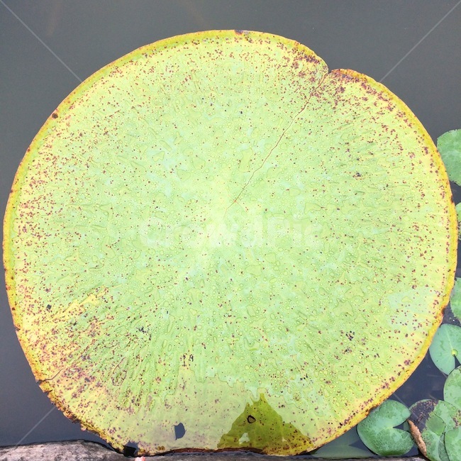 연꽃,식물,자연,nature,lotus,plants,green,가시연