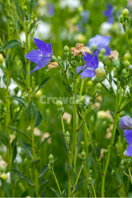 도라지꽃,꽃,꽃밭,보라색,도라지,도라지꽃밭,연보라,balloonflower,purple,flowe,보라색꽃,식물,양용작물,l흰색꽃,흰꽃