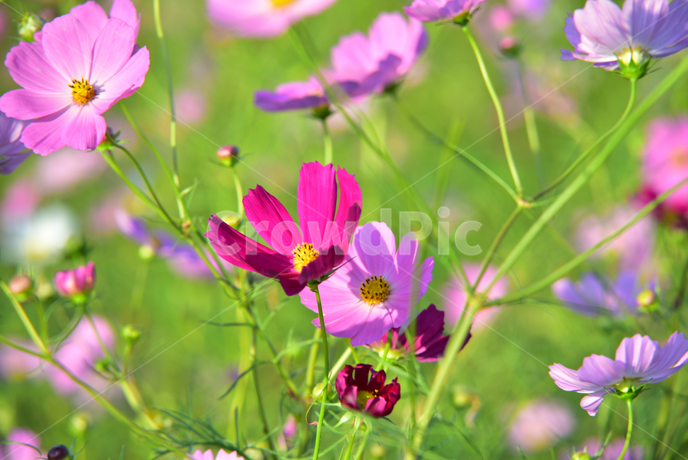 코스모스,코스모스꽃,꽃,가을,가을꽃,식물,국화과,꽃잎,cosmos,flower,fall,autumn,plant,blossom,petal,식물,자연,plants,nature,꽃,flower