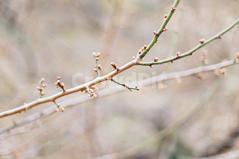 매화마을,매화꽃,매화,매화축제,하동,hadong,flower,꽃,식물,자연,plants,nature