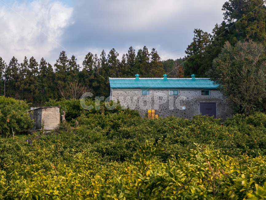 plant,식물,fruit,과일,food,음식,감귤류과일,citrusfruit,감귤밭,감귤창고,농막,제주,제주도,초록,열매,과실,창고