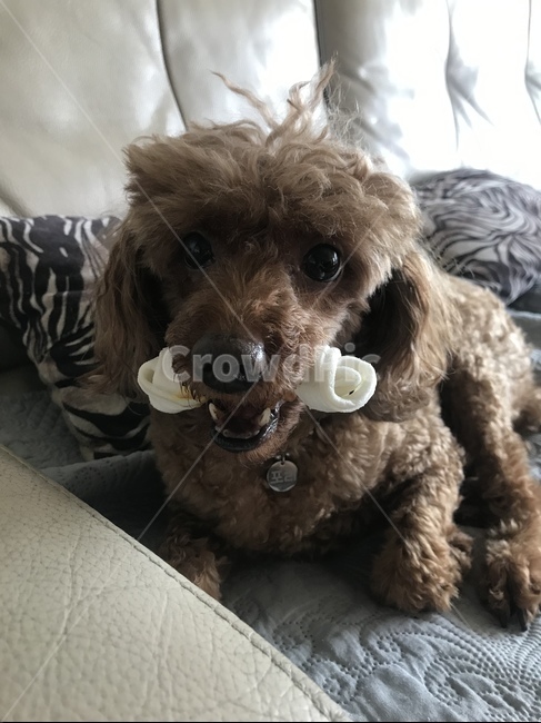 애완견,강아지,댕댕이,가족,귀염둥이