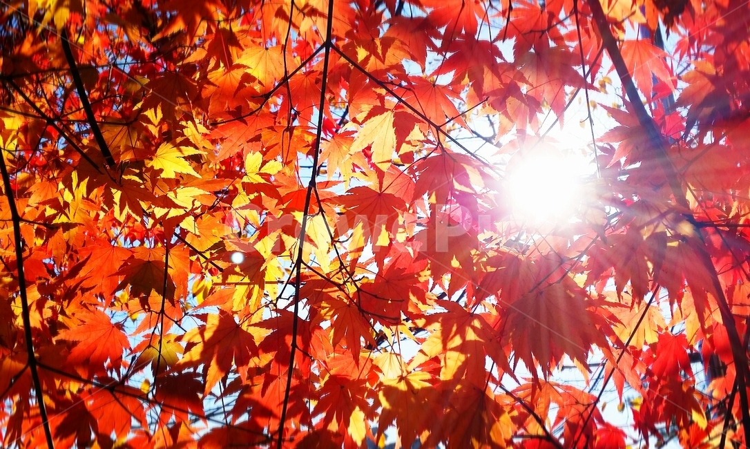 단풍잎,가을,해,햇살,나뭇잎,자연,계절,붉은색,leaf,잎,plant,식물,tree,나무,maple,단풍,붉은,가을,계절,fall,autumn,season,나무,trees,wood