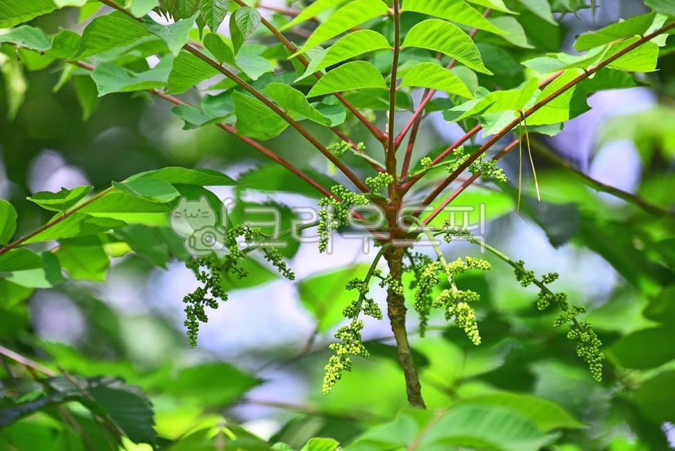 개옻나무,새순,식용,옻나무과,약용식물,개옻나무순,식재료,자연산,식물,leaf,잎,plant,자연,봄나물,산채,나무순,녹색,초록색,배경