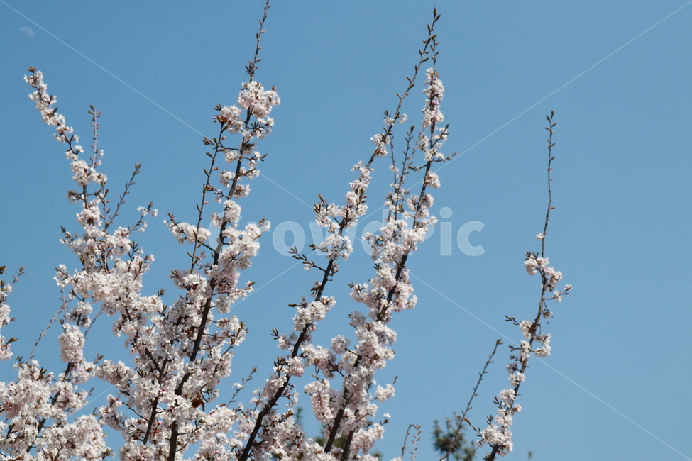 꽃,벚꽃,봄,자연,나무,봄,계절,spring,season,식물,자연,plants,nature,꽃,flower,plant,blossom