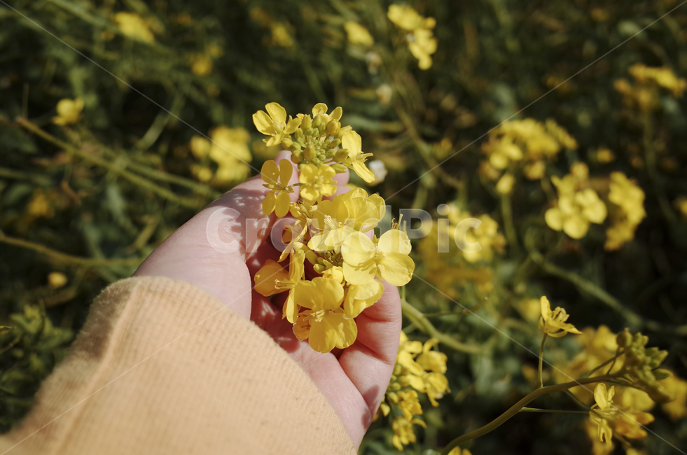 유채꽃,유채,노란꽃,봄,봄꽃,flower,yellow,spring,손가락,finger,human,person,hand,사람,인간,손,봄,계절,spring,season