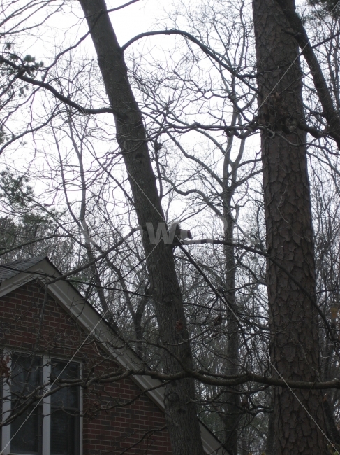 sky,squirrel,tree,Columbia Seminary,Mission Have