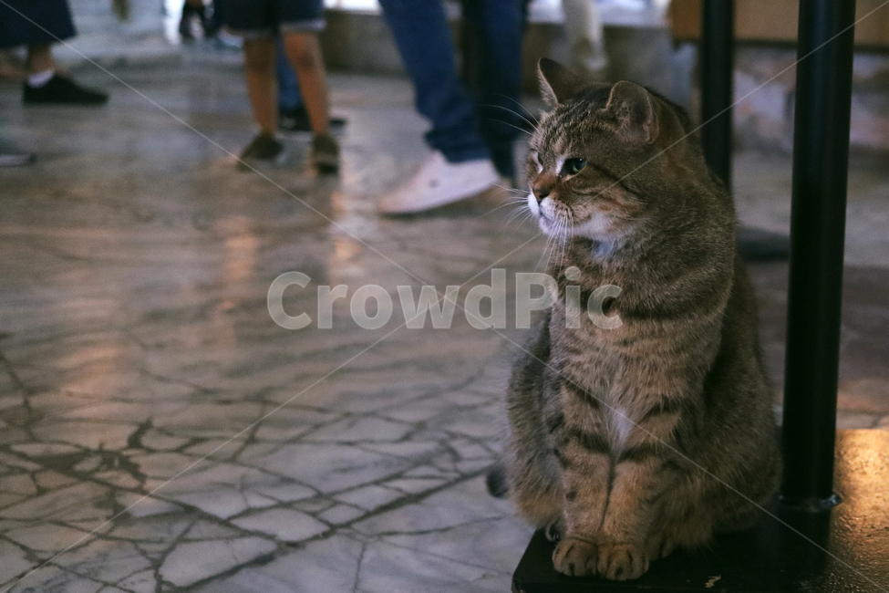 human,인간,person,사람,cat,고양이,동물,animal,동물,animal,포유류,mammal,고양이,cat,kitten,kitty