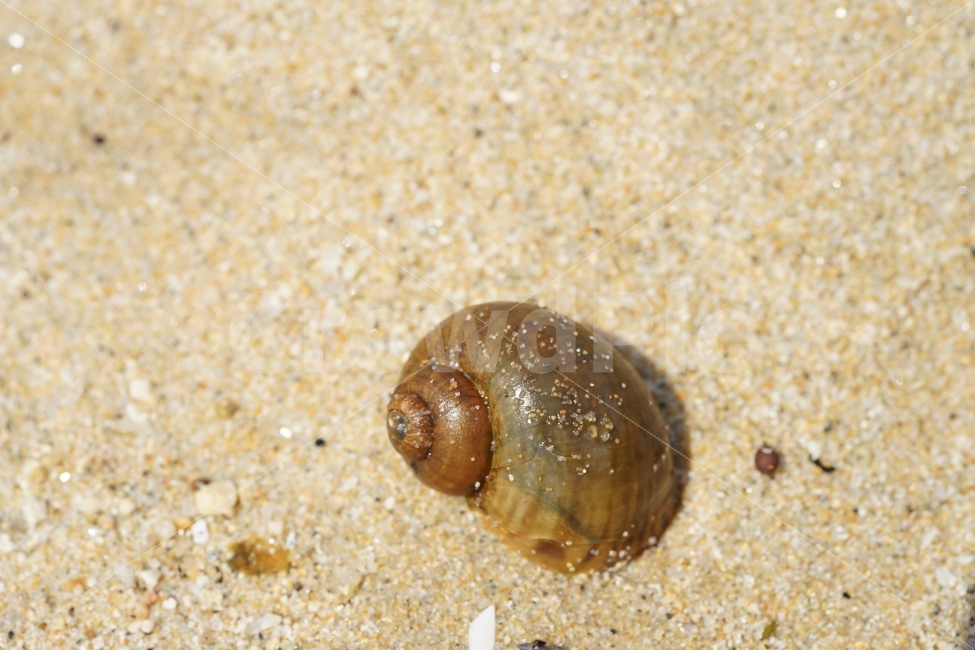 	바다,껍데기,해변,모래사장,모래,조개껍데기,소라,고동,골뱅이,껍질,비치,beach,sand,바닷가,풍경,느낌,감성,생명,해수욕장,해변,바다,beach,sea