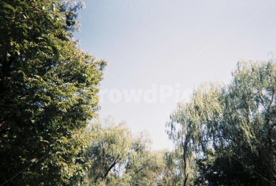 하늘,풍경,자연,나무,배경,자연,풍경,nature,landscape,tree,plant,식물