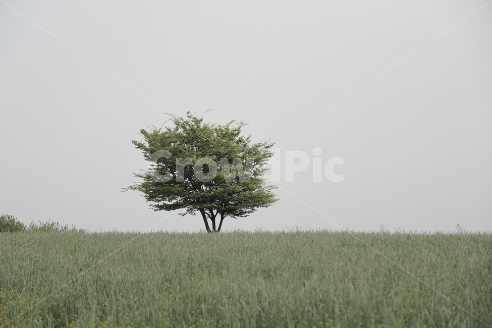 초원,청보리밭,나무,왕따나무,풍경,한적함,자연,풍경,nature,landscape,tree,plant,식물,tree trunk,나무 줄기