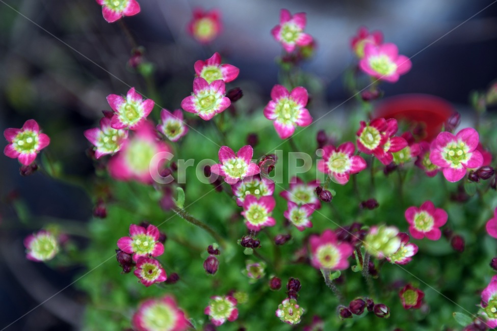 식물,꽃,감성사진,자연,flower,꽃사진,봄,봄꽃,계절,감성,4월,spring,힐링,자연풍경,풍경,봄,계절,spring,season,식물,자연,plants,nature,꽃,flower,geranium,제라늄,blossom,plant