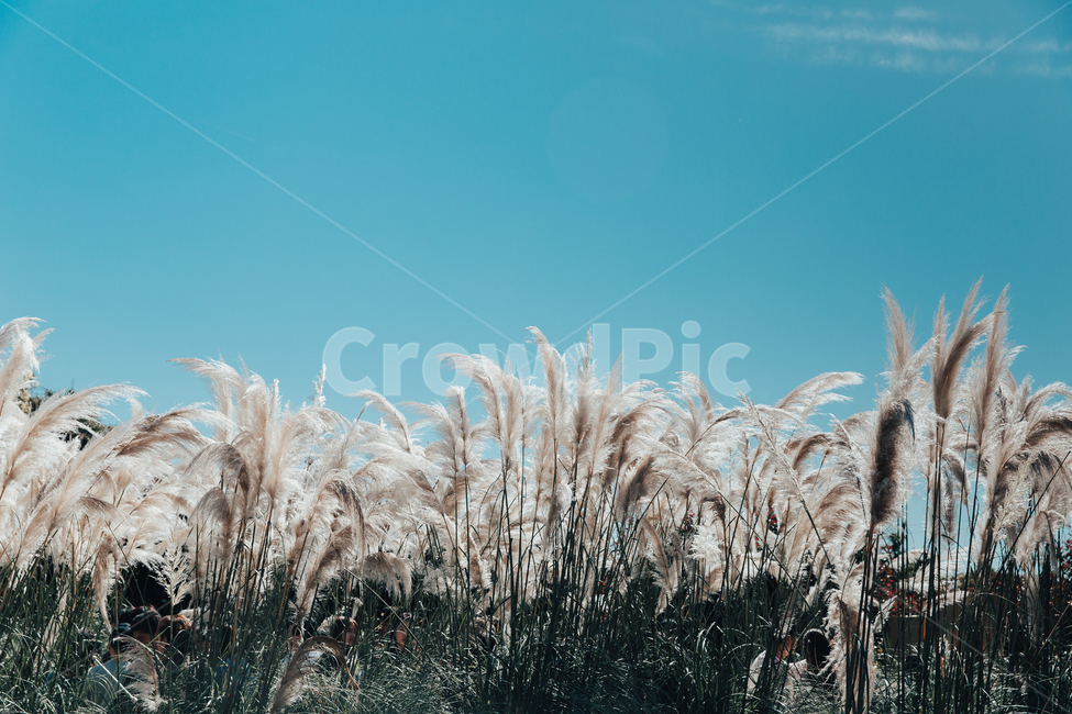 청산수목원,팜파스,팜파스축제,가을,pampas,계절,억새,억새축제,감성사진,가을풍경,가을하늘,감성,대형팜파스,autumn,nature,plants,feeling,가을,계절,fall,autumn,season,자연,풍경,nature,landscape,plant,식물,grass,잔디,lawn,reed,갈대