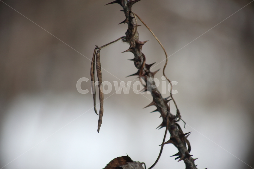 열매,음나무,엄나무,가시,castoraralia,식물,자연,plants,nature