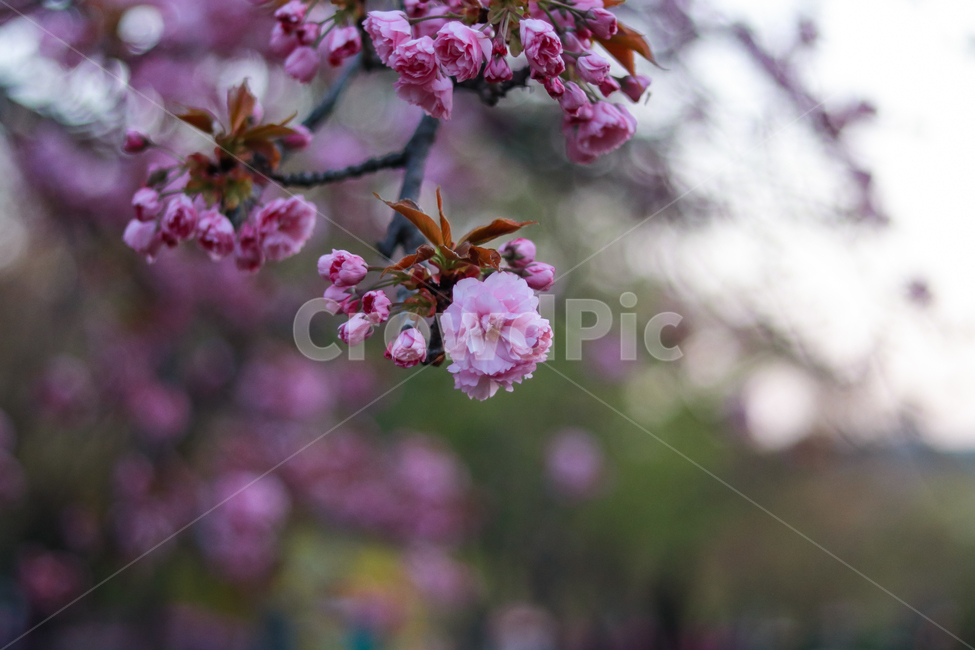 봄,꽃,겹벚꽃,분홍,감성사진,봄,계절,spring,season,식물,자연,plants,nature,꽃,flower,plant