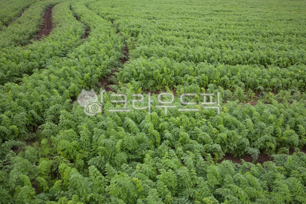 농장,시골풍경,농촌풍경,밭,들,반찬,자연,풍경,식물,가을,풍년,당근,당근밭,제주도,제주도풍경,야채,채소,식품,음식,farm,countryside,rurallandscape,field,sidedish,scenery,plant,autumn,bountifulharvest,jejulsland,jejulslandscenery,nature,carrot,carrotfield,carrotferm