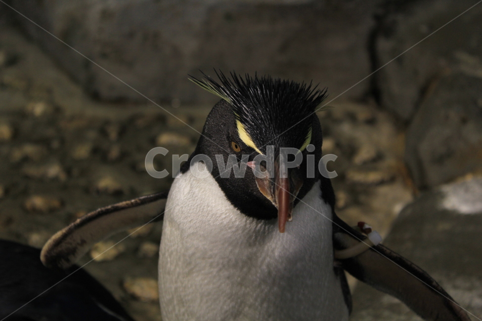 펭귄,penguin,바위뛰기,남극,동물,동물원,동물,animal,조류,새,birds