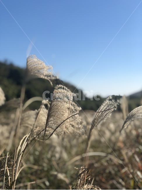 풍경,자연,갈대,억새,휴식,힐링,가을,가을,계절,fall,autumn,season,자연,풍경,nature,landscape,grass,잔디,plant,식물,lawn,reed