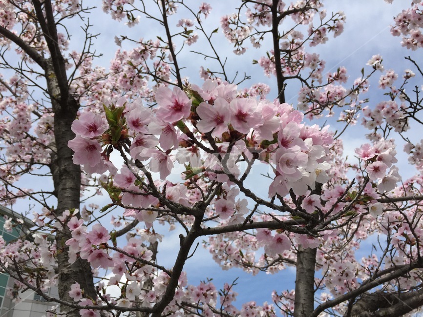 cherryblossom,벚꽃,blossom,꽃,식물,봄,봄,계절,spring,season,꽃,flower,plant,cherry blossom