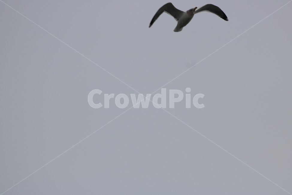 flying,bird,새,동물,갈매기