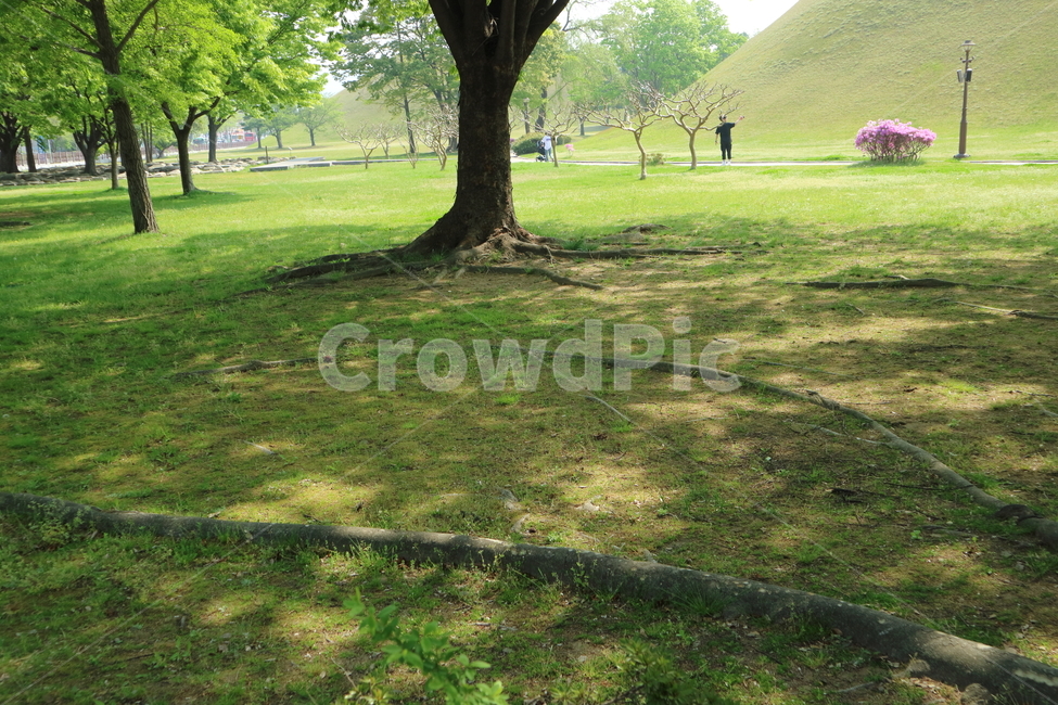 나무,숲,잔디,공원,풍경,울창,여름,햇빛,청량,tree,forest,sunny,park,summer,landscape