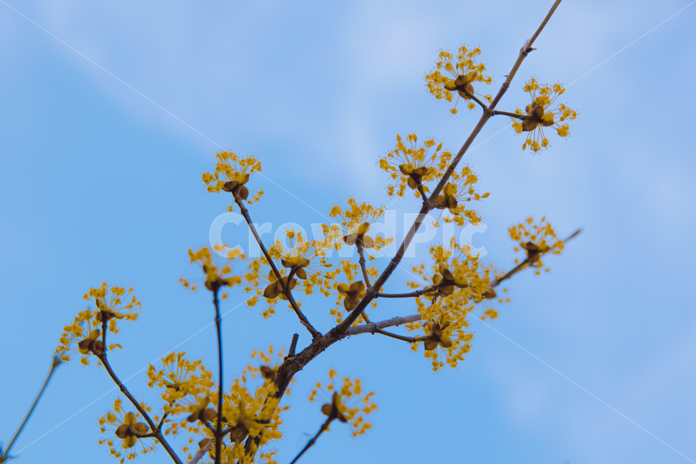 봄,하늘,파랑,개나리,벛꽃,벚꽃,사랑,봄,계절,spring,season,식물,자연,plants,nature,꽃,flower,plant