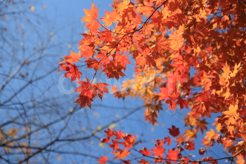 단풍,오대산,가을,강원도,평창,월정사,단풍잎,하늘,자연,나무,감성,가을,계절,fall,autumn,season,식물,자연,plants,nature,leaf,잎,plant,tree,maple