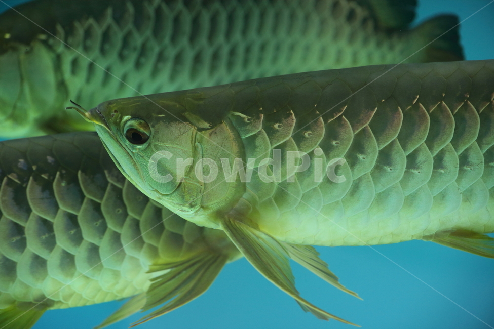 물고기,아로아나,아로와나,열대어,arowana,tropicalfish,동물,animal,어류,물고기,fish