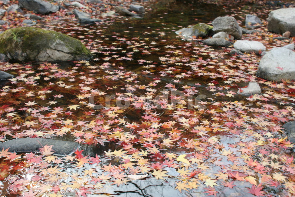 단풍,가을,산,자연,붉은,단풍나무,단풍잎,가을,계절,fall,autumn,season,plant,식물,leaf,잎