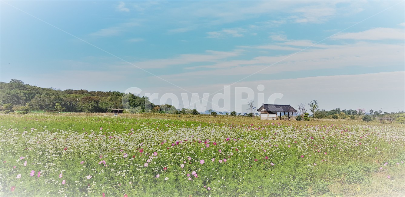 가을,꽃,코스모스,메밀,순수,식물,자연,계절,풍경,감성,flower,서정,nature,하늘,beauty,구름,가을,계절,fall,autumn,season,자연,풍경,nature,landscape,한국자연풍경,한국자연경관,korea nature landscape,outdoors,옥외,grassland,목초지,field,들