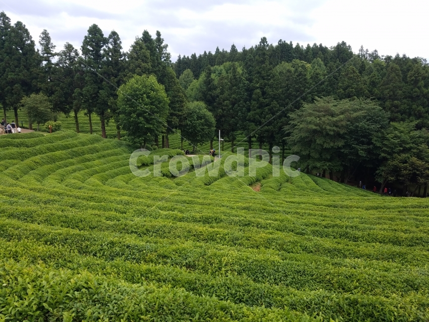 보성,녹차밭,녹차,국내여행,스냅,snap,풍경,자연,자연,풍경,nature,landscape,outdoors,옥외,field,들