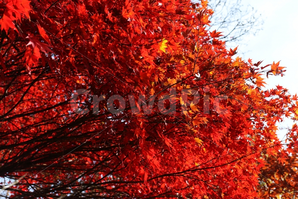 단풍,가을,가을단풍,풍경,가을풍경,가을배경,가을,계절,fall,autumn,season,식물,자연,plants,nature,plant,leaf,잎,tree,나무,maple