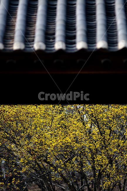 기와,산수유,꽃,flower,plant,한국전통,한국문화,korean traditional,korean culture,건축물,건물외관,exterior,building,structure,architecture,construction