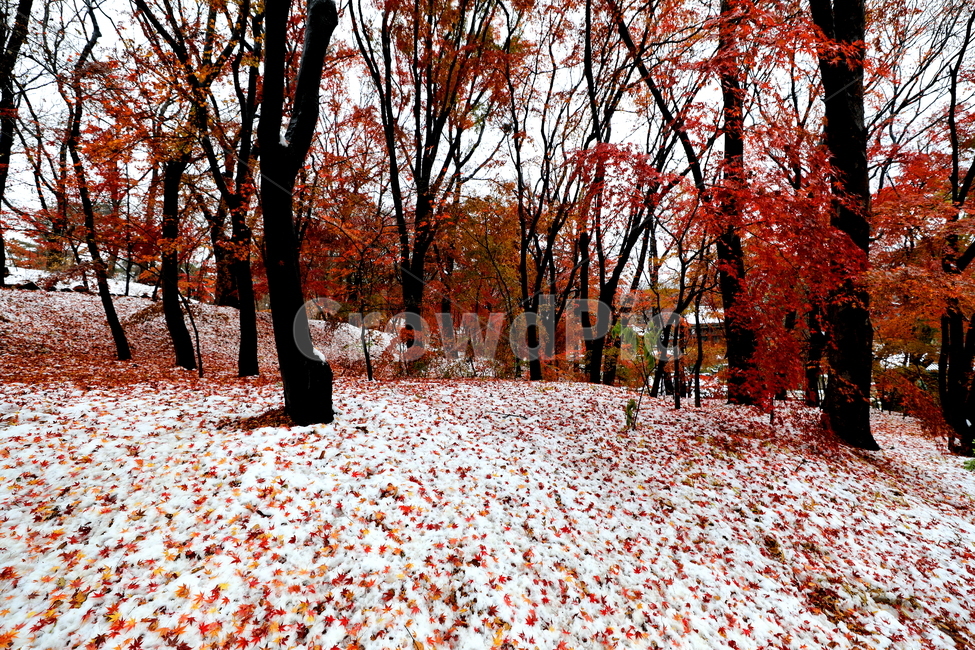 겨울,풍경,식물,나무,설경,겨울,계절,winter,season