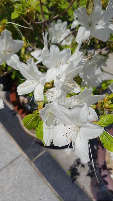 꽃,근접,flower,봄,식물