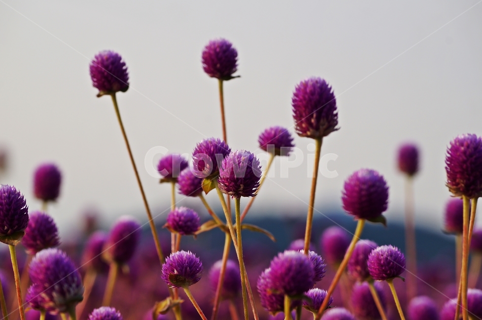 천일홍,꽃축제,꽃길,식물,자연,식물,자연,plants,nature,꽃,flower